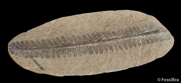 Fern Fossil From Mazon Creek - Million Years Old #2879